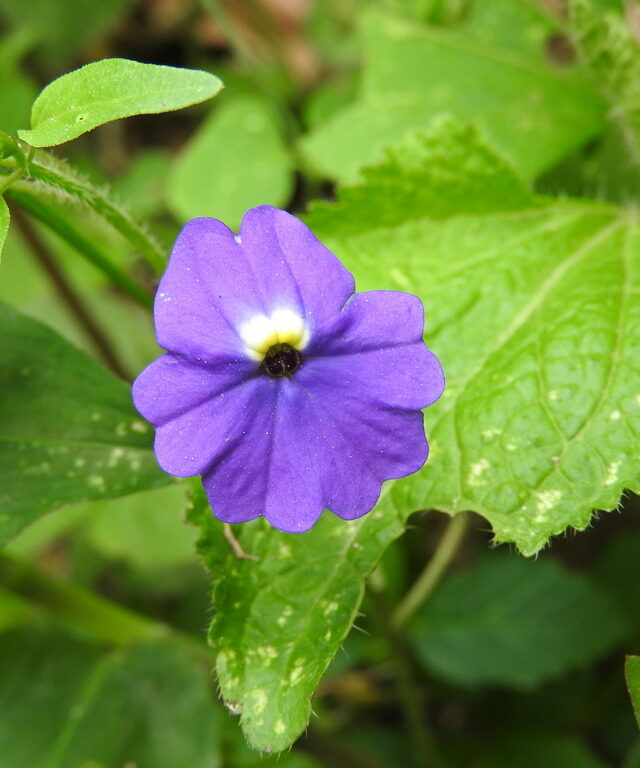 Jamaican Forget-Me-Not