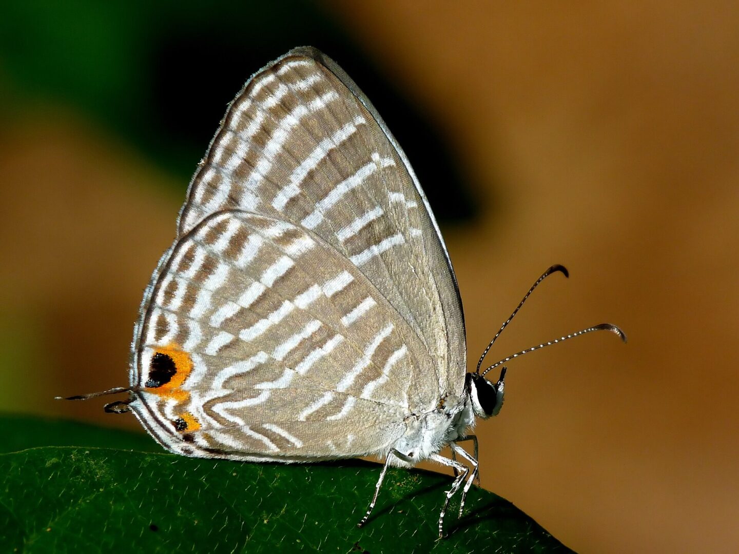 Common Cerulean
