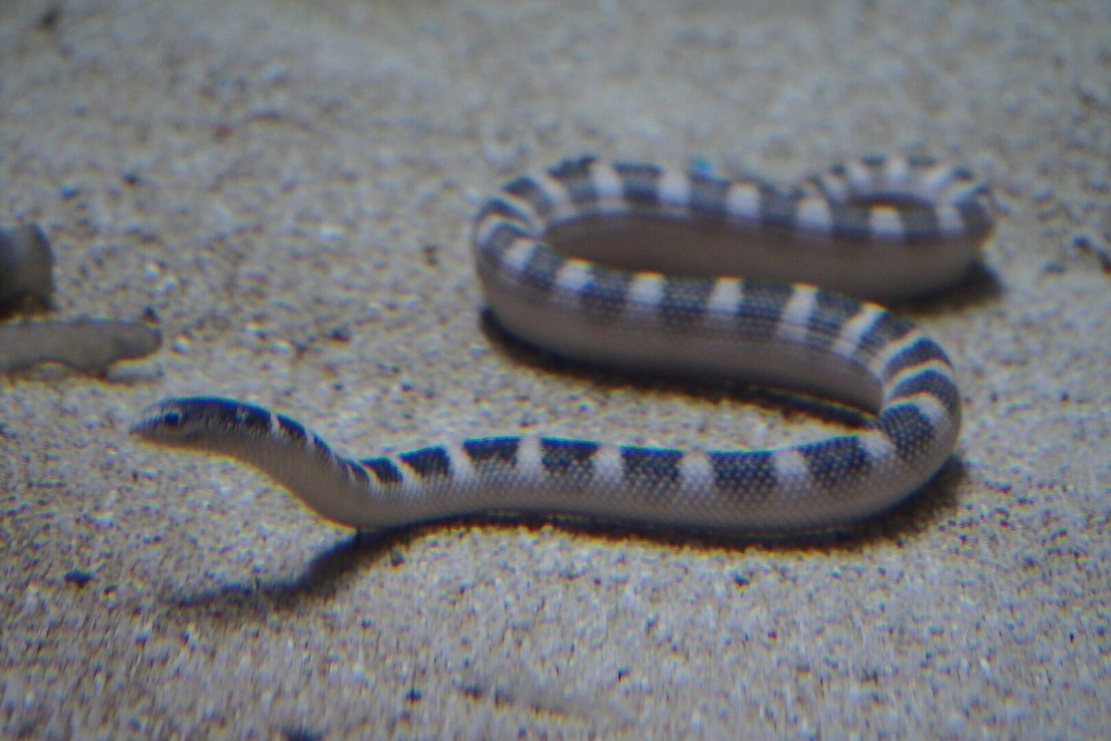 Ornate Sea Snake