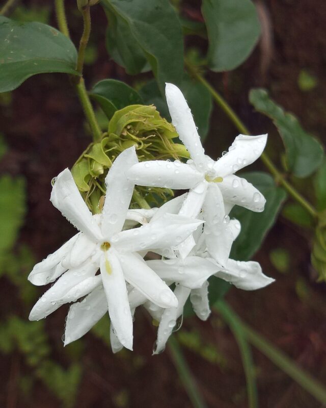 වල් පිච්ච