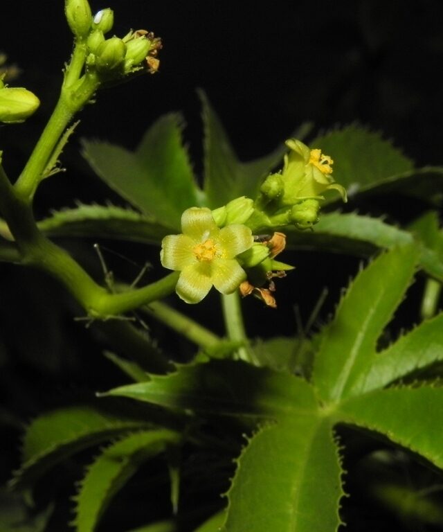 Jatropha glandulifera