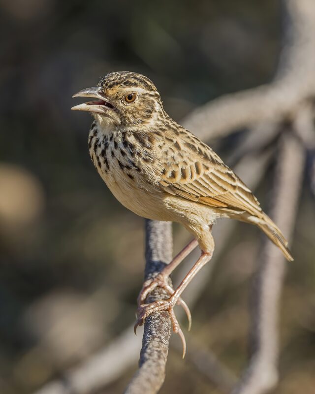 Jerdon’s Bushlark