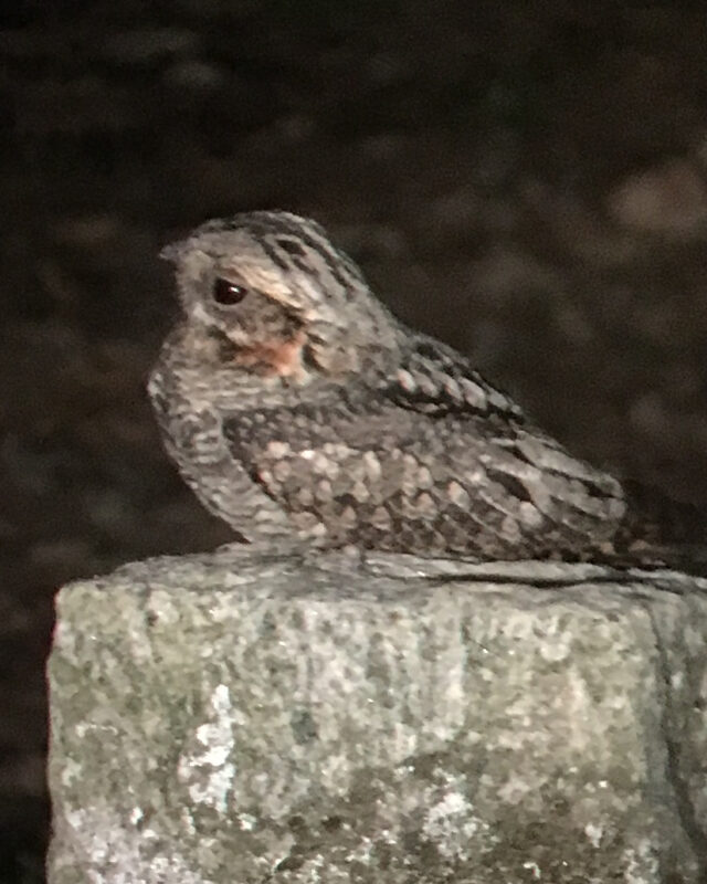 Jungle Nightjar