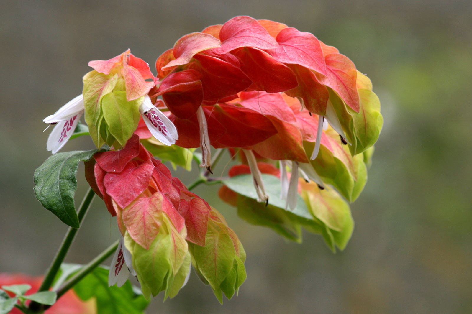Shrimp Plant