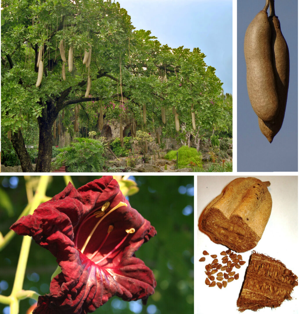 Sausage Tree