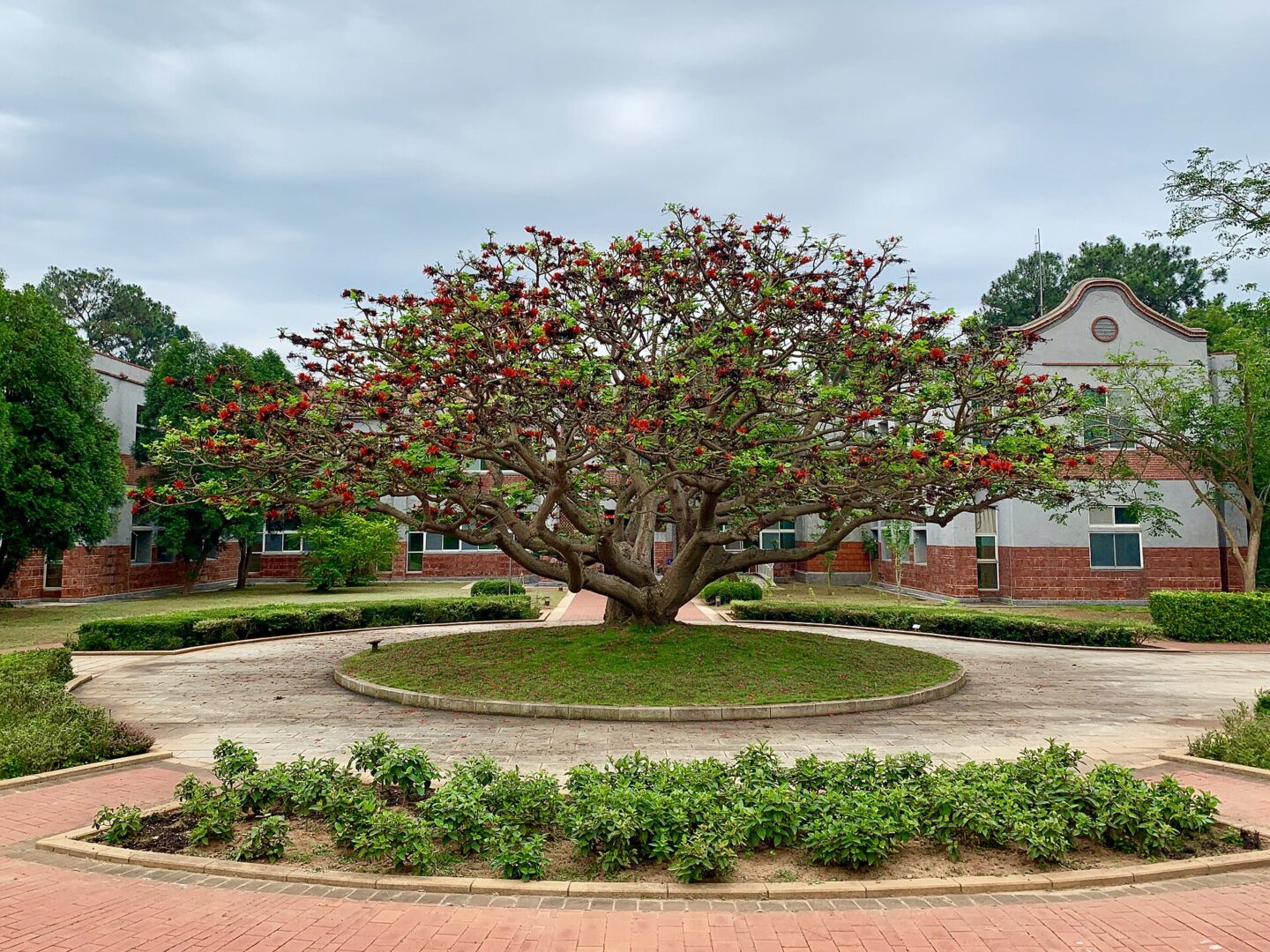 Indian Coral Tree