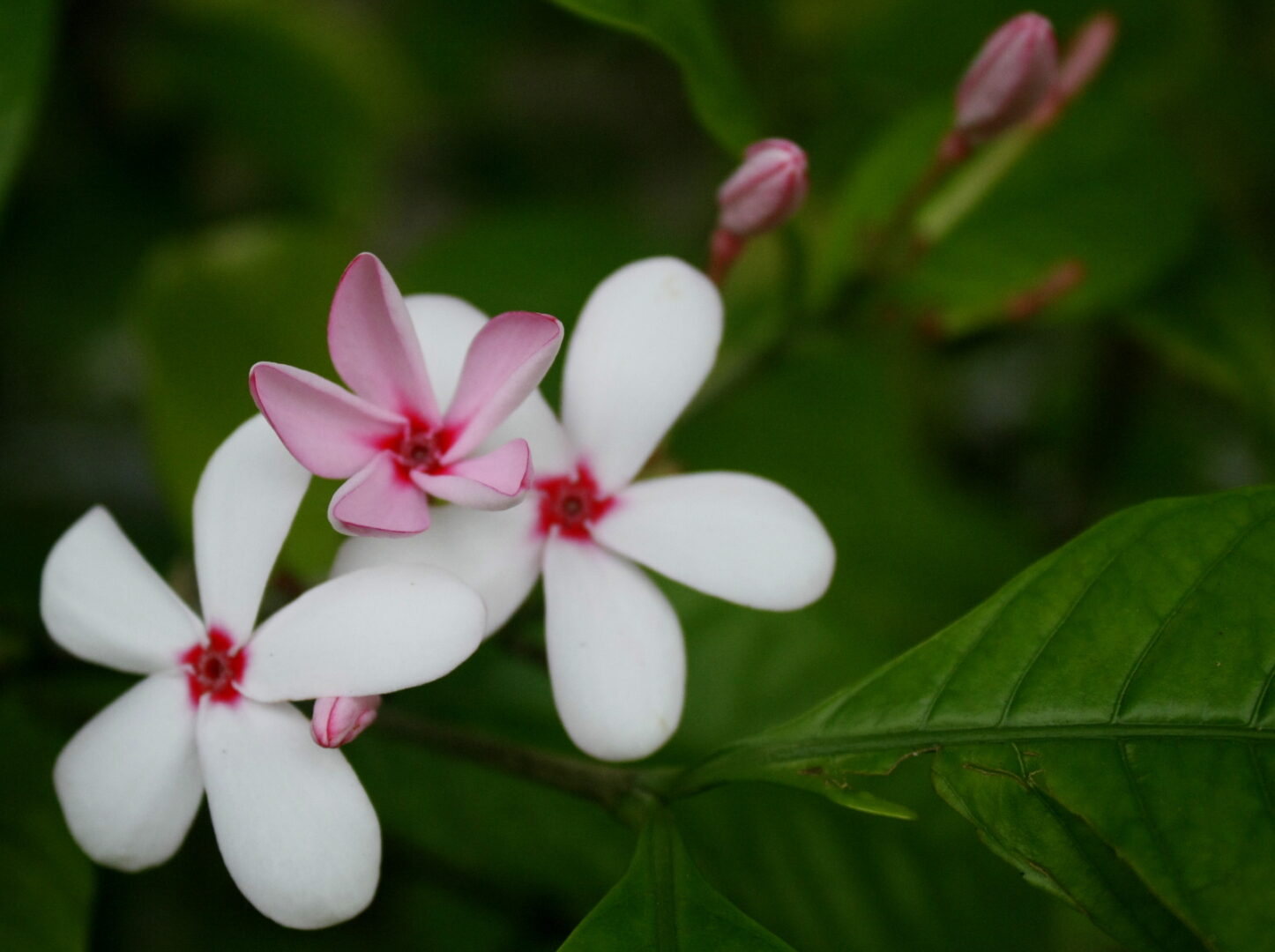 Pink Kopsia