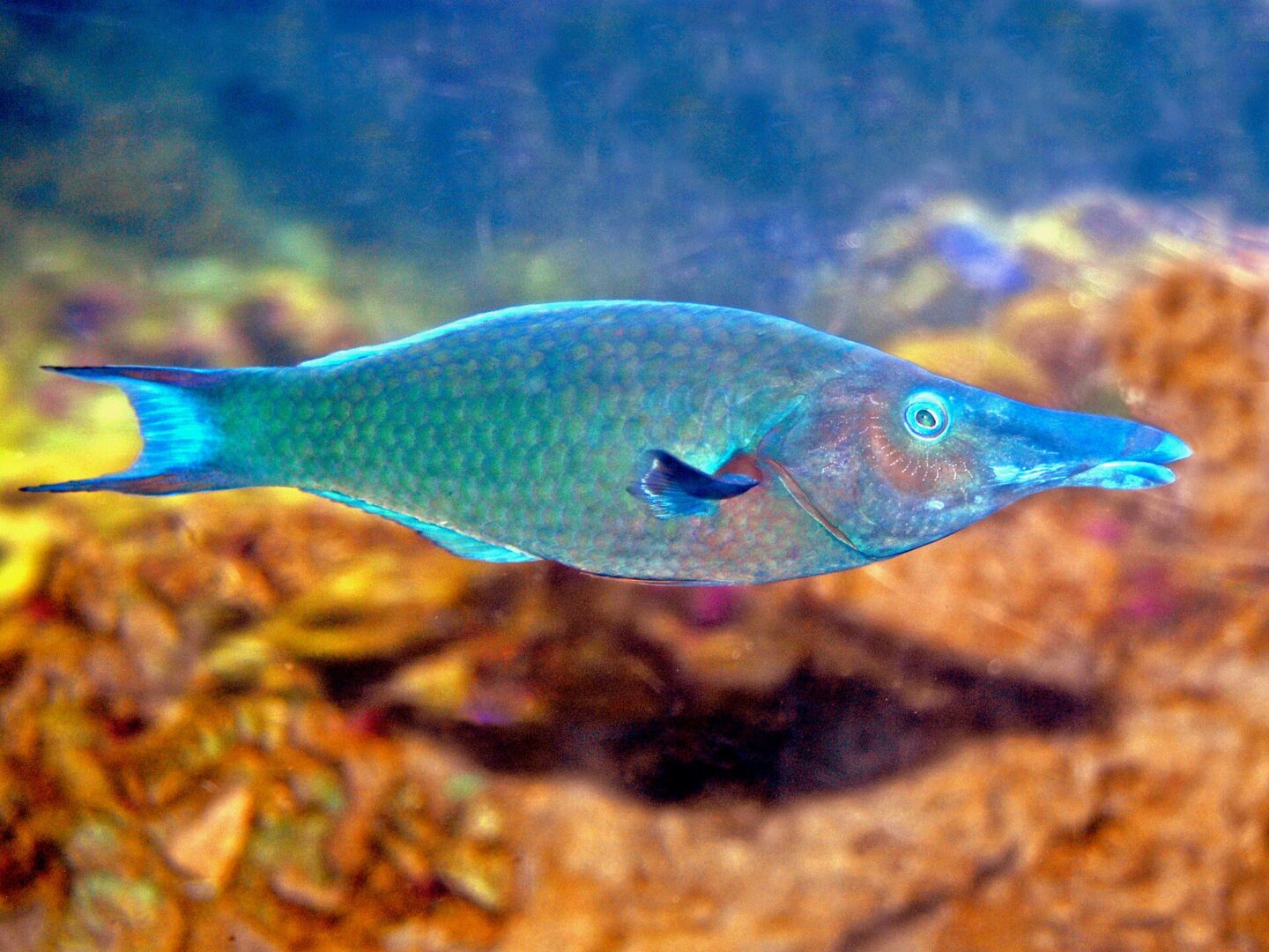 Green Bird Wrasse
