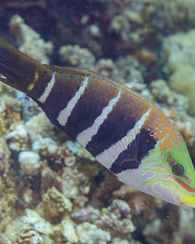 Barred Thicklip