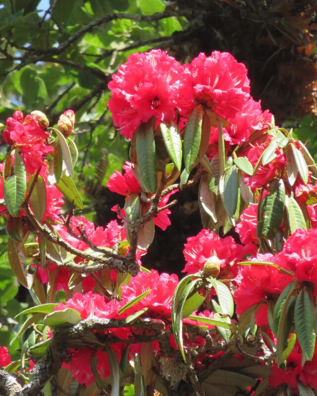 මහරත්මල්