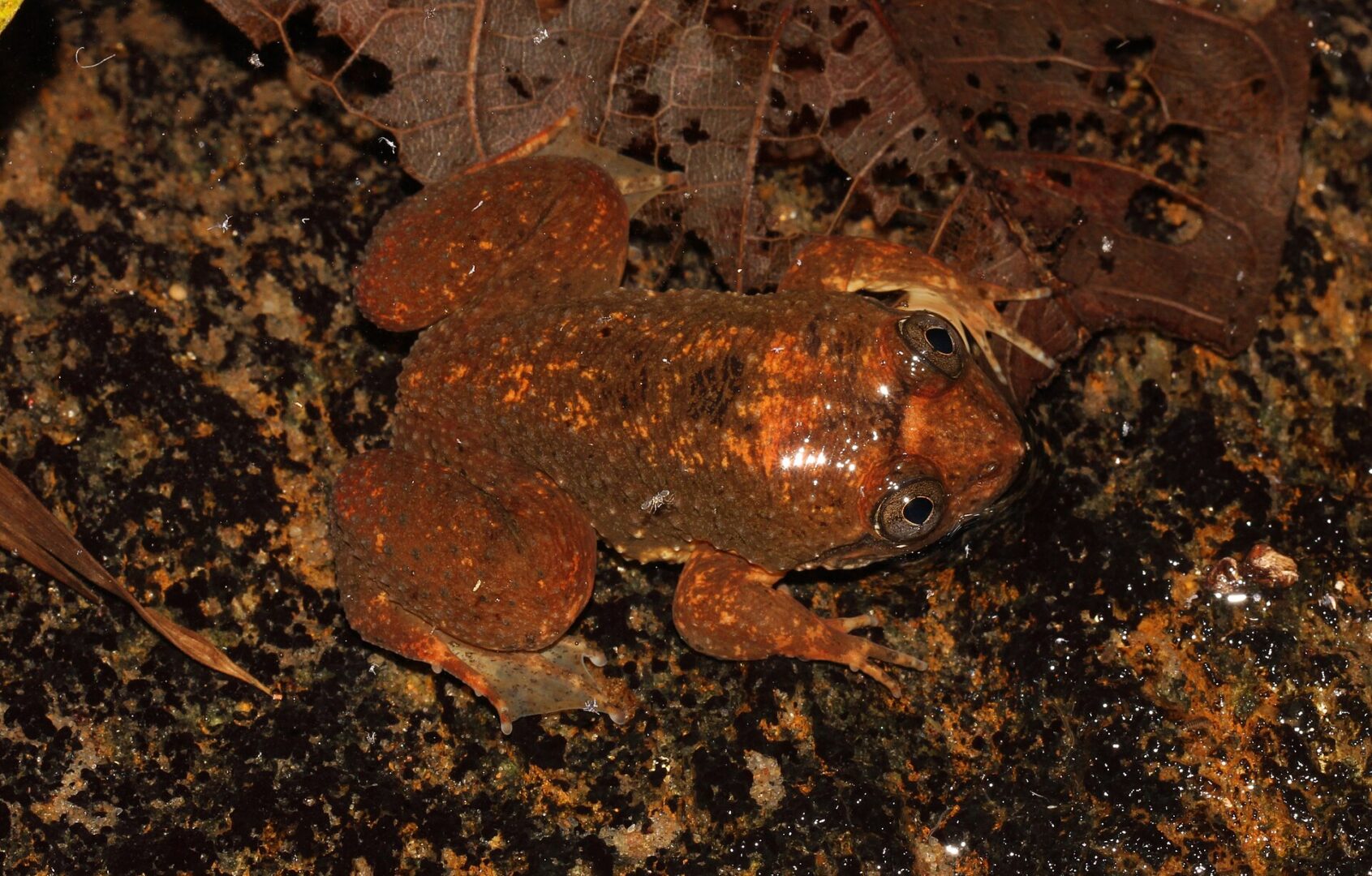 Corrugated Water Frog