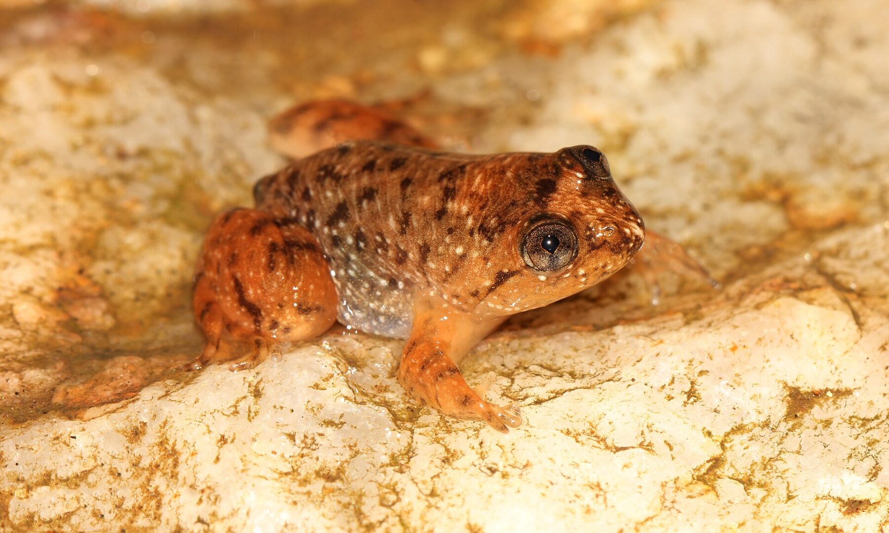Dumbara Corrugated Frog
