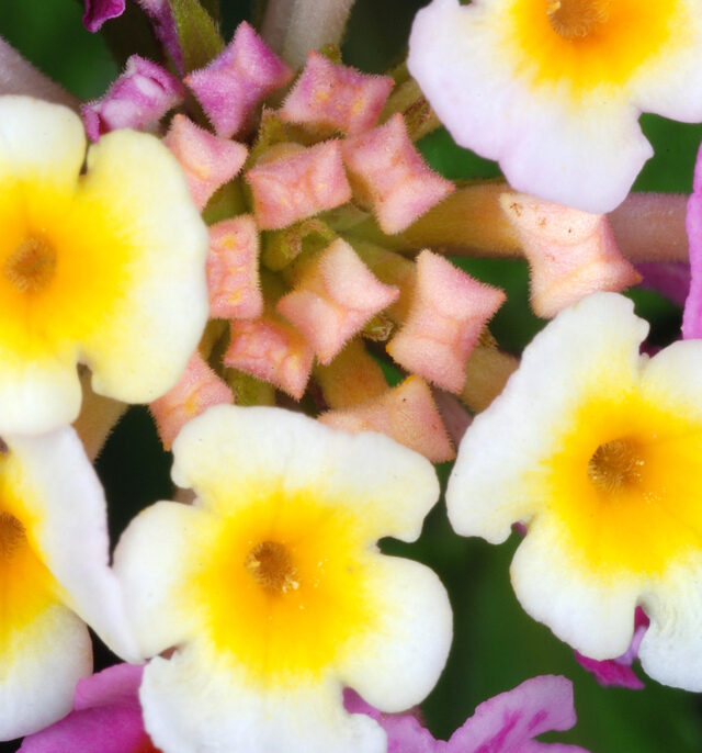 Lantana