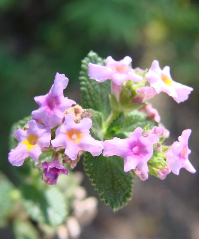 Ternate Lantana