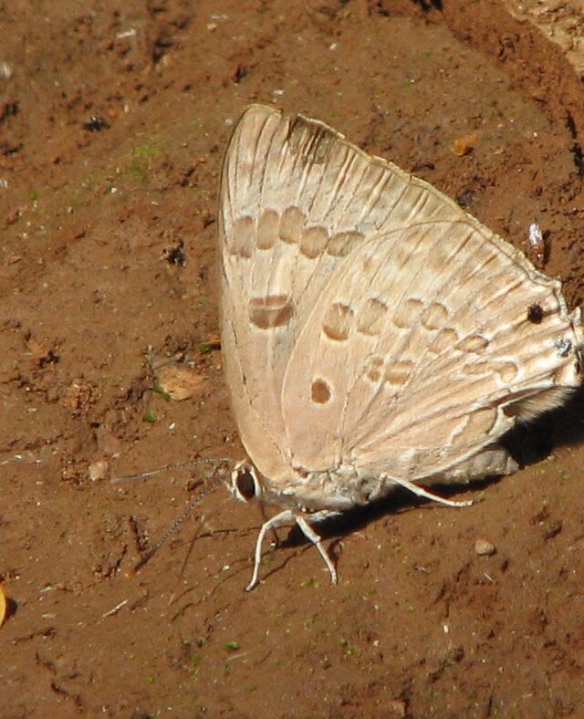 Large Guava Blue