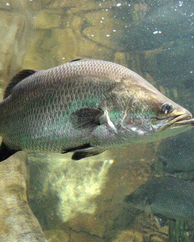 Barramundi