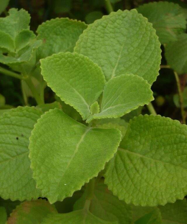 கற்பூரவல்லி