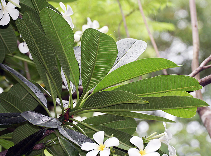 සුදු අරලිය