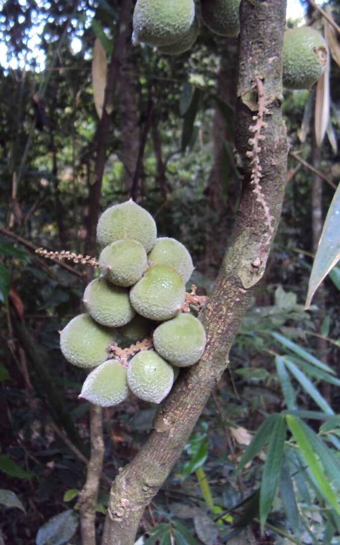 Lepisanthes tetraphylla
