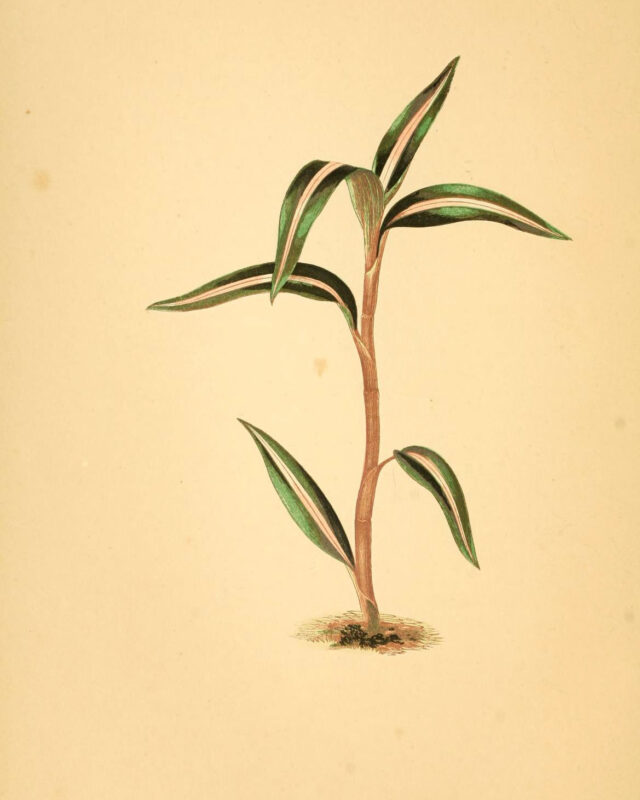 Zeuxine regia