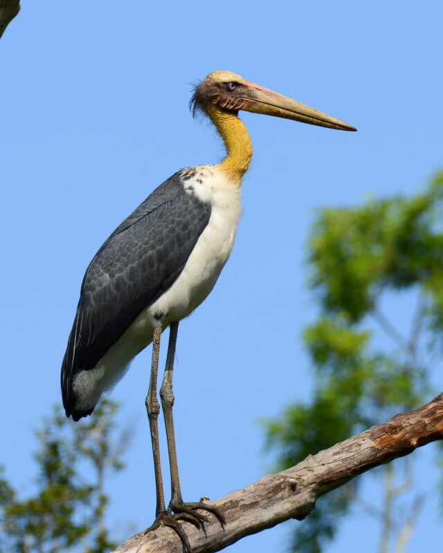 Lesser Adjutant