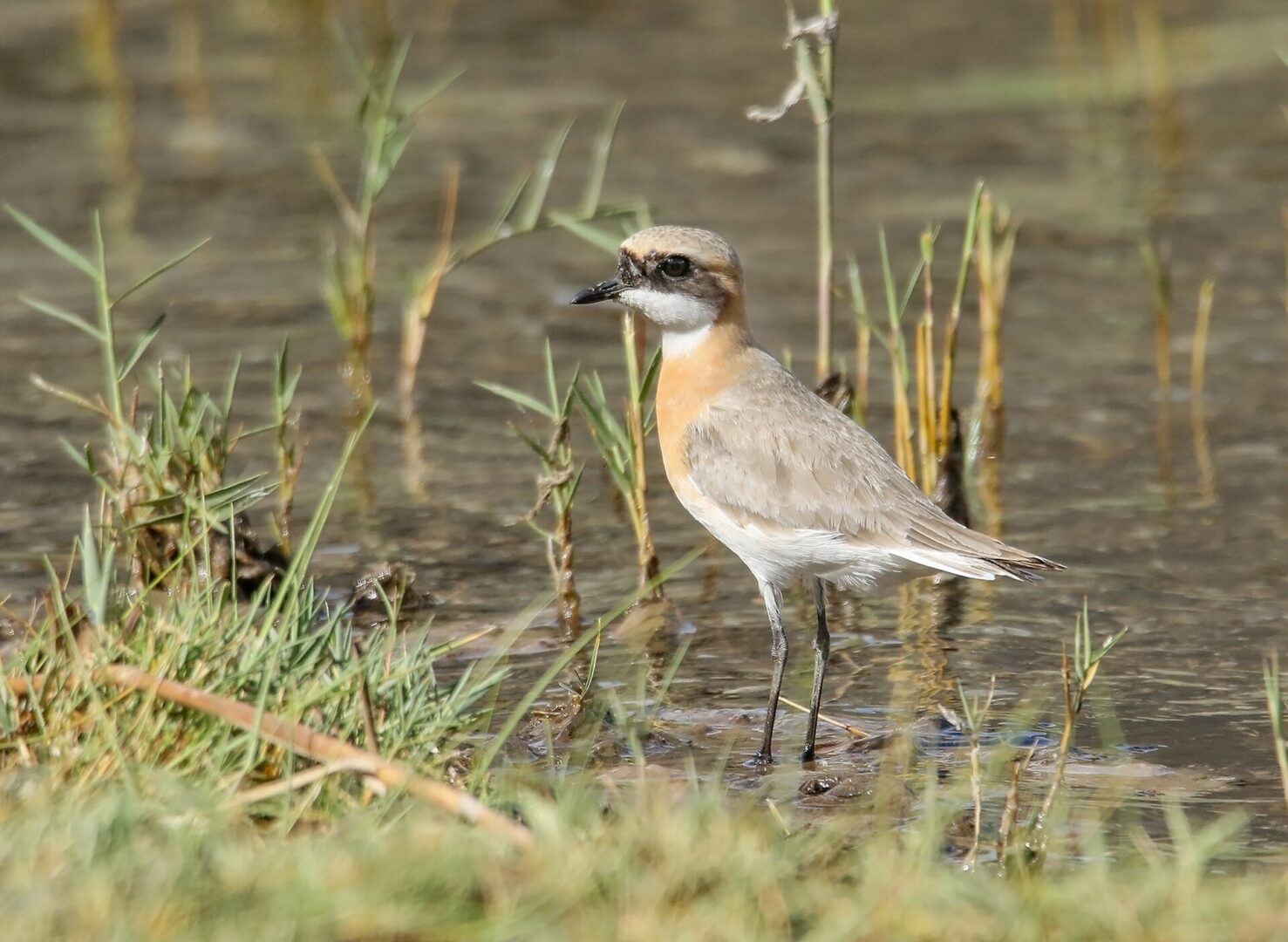 Tibetan Sand-Plover