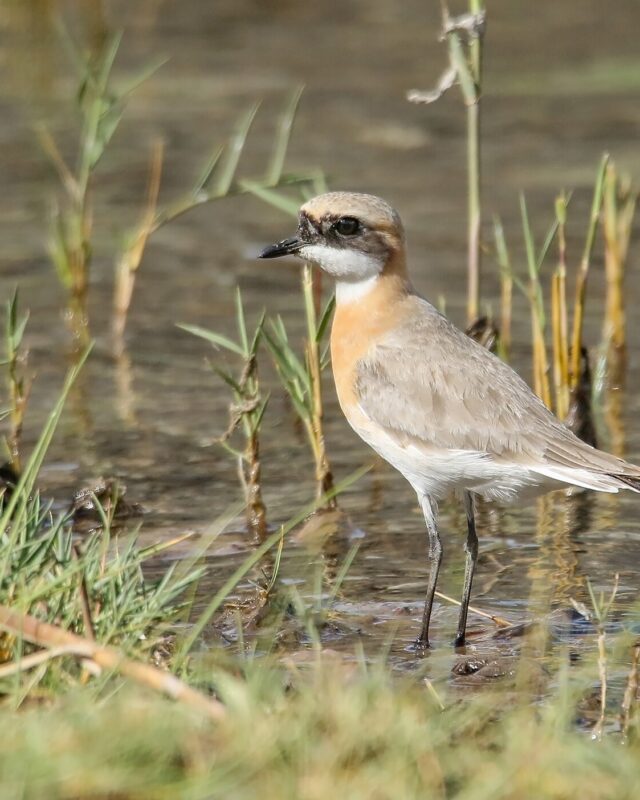 Tibetan Sand-Plover