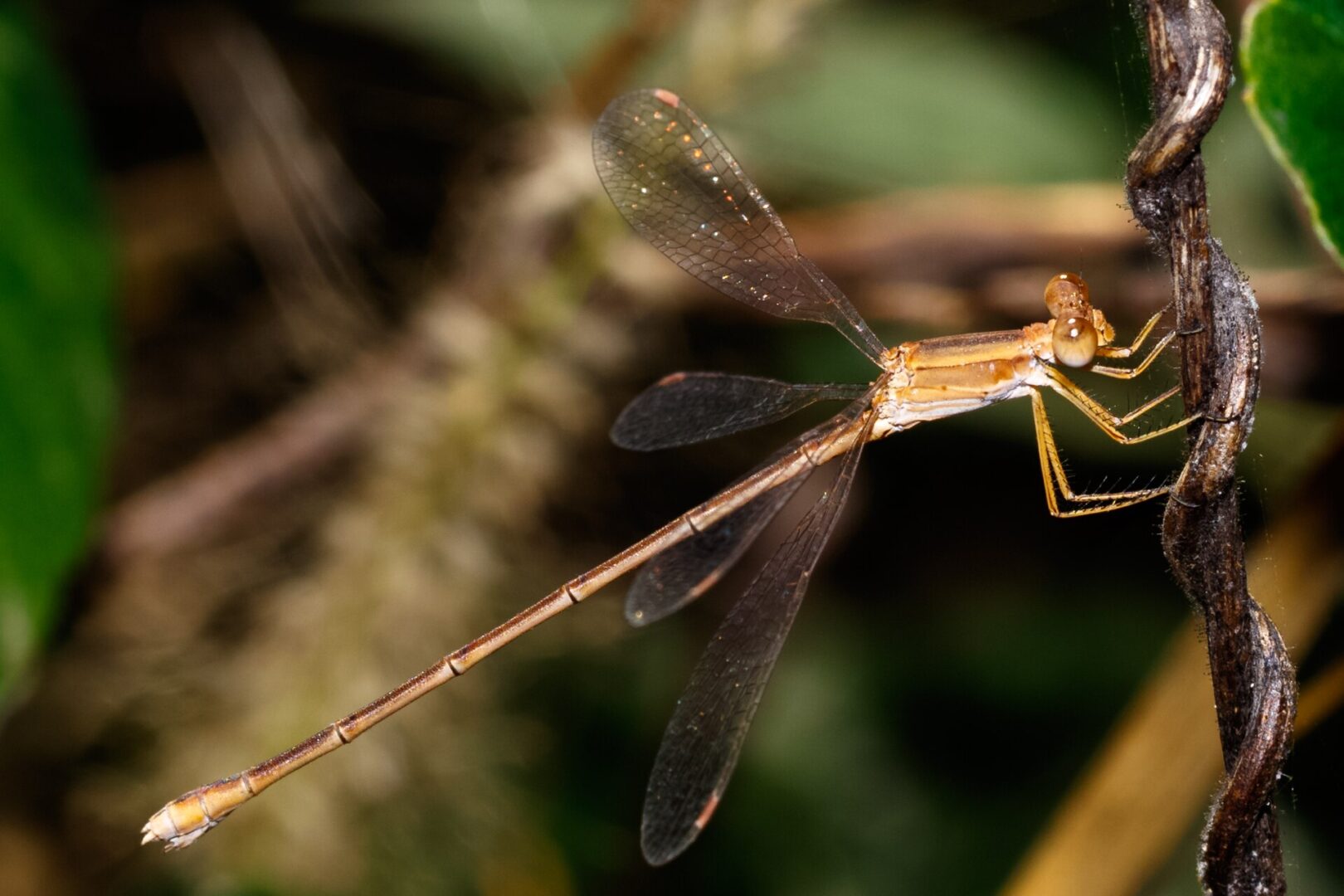 Dusky Spreadwing