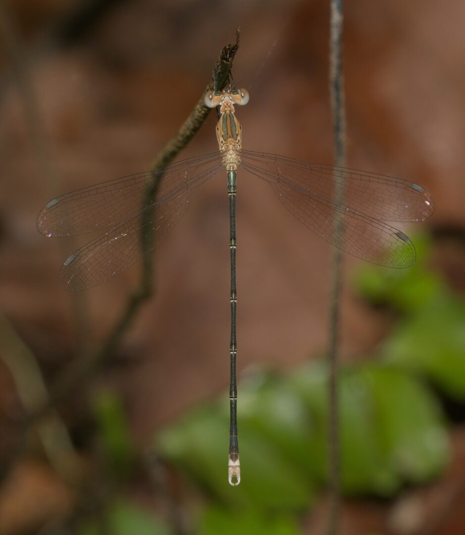 Asian Emerald Spreadwing