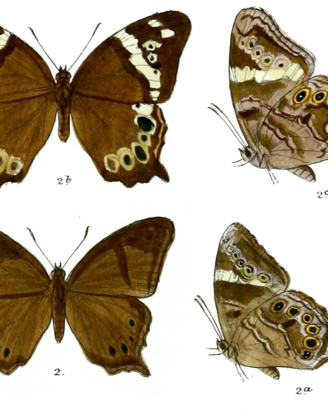 Sri Lanka Treebrown