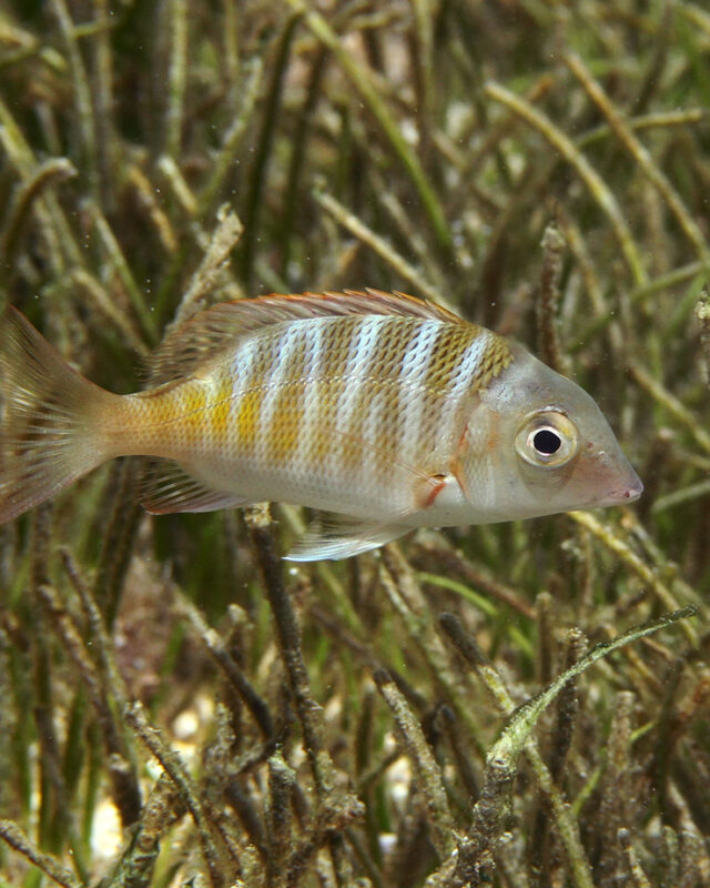 Mahsena Emperor