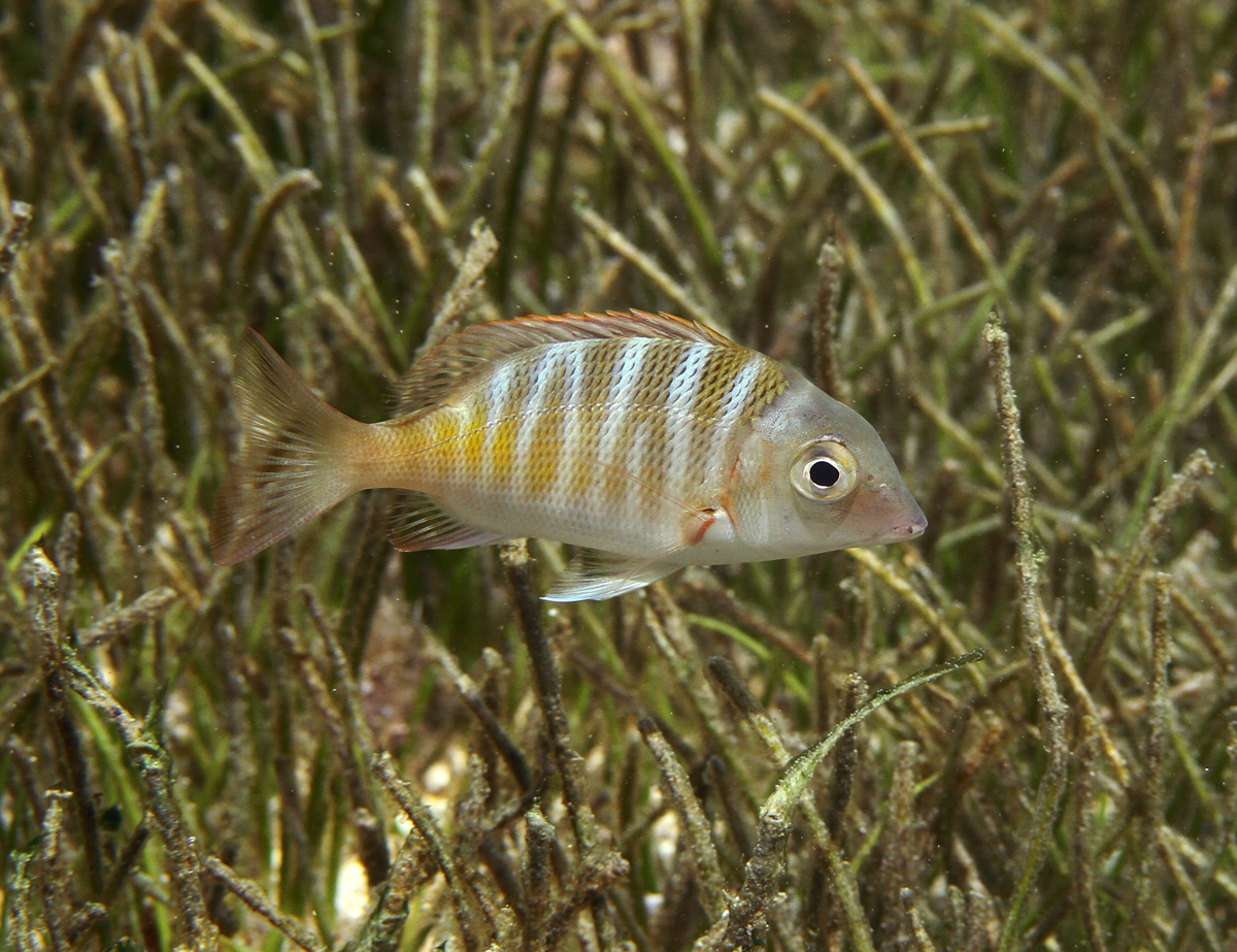 Mahsena Emperor