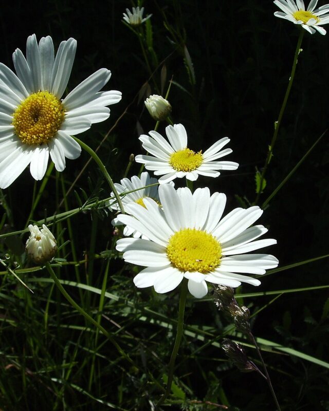 Oxeye Daisy