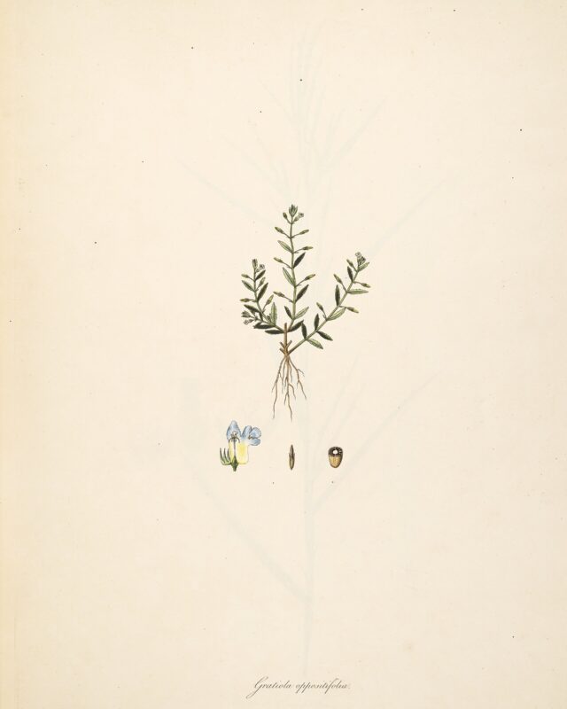 Bonnaya oppositifolia
