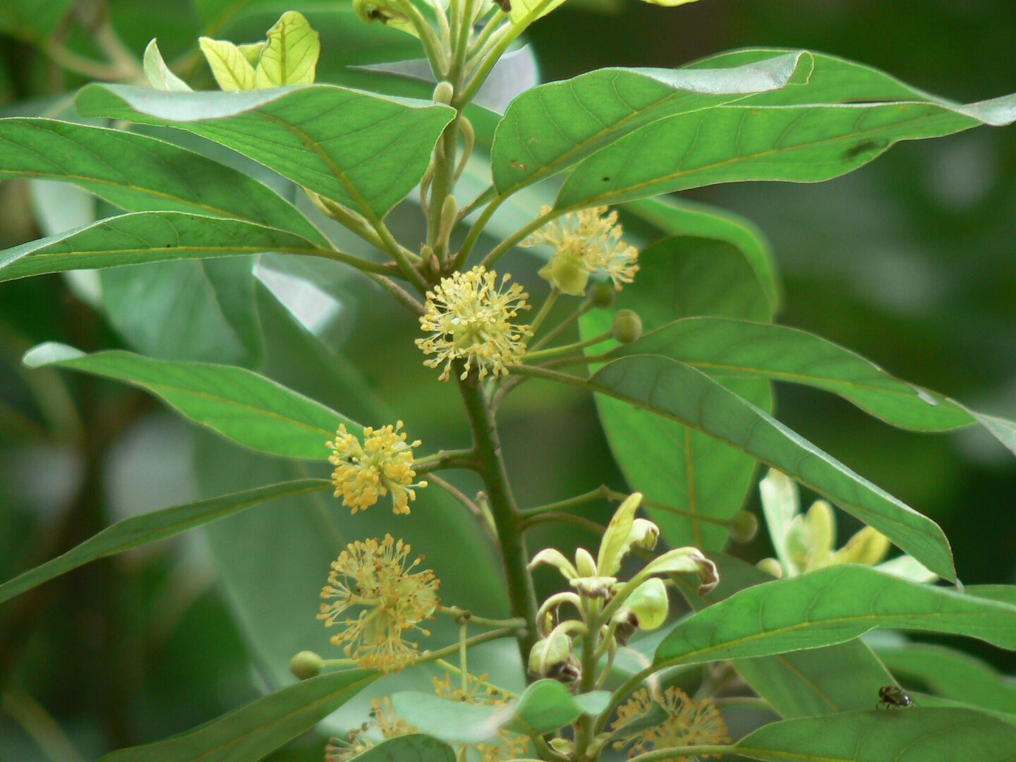 Litsea ligustrina