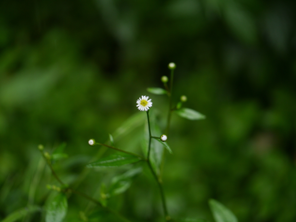 Long-Petal Myriactis