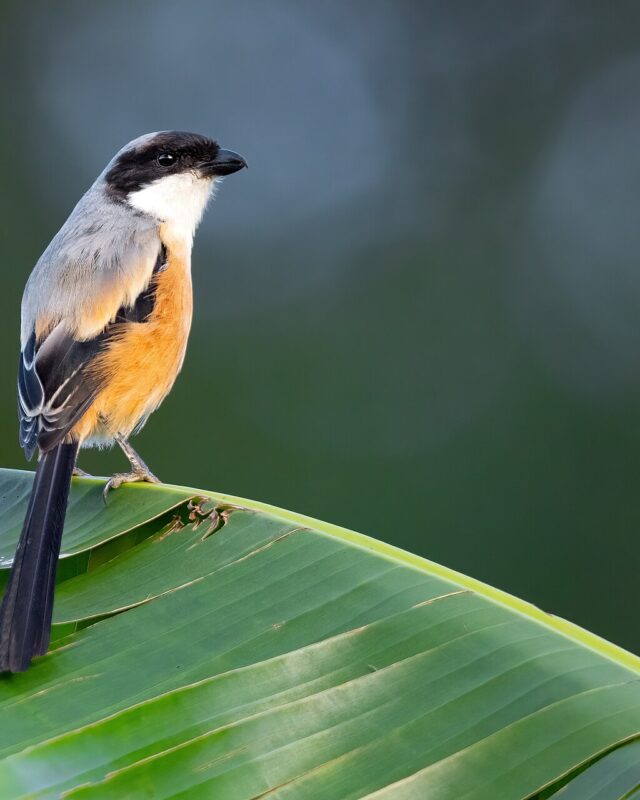 Long-Tailed Shrike