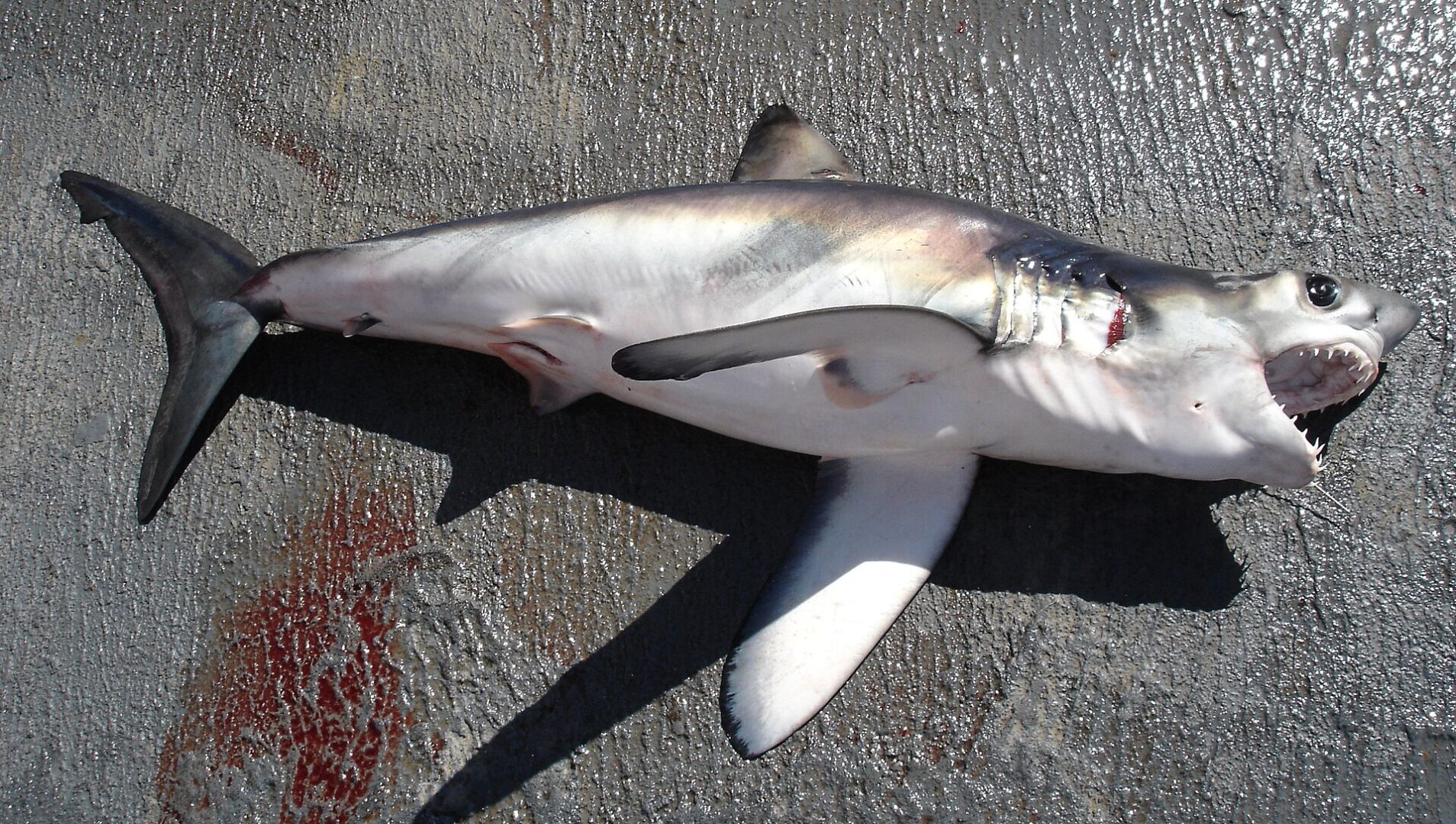 Longfin Mako