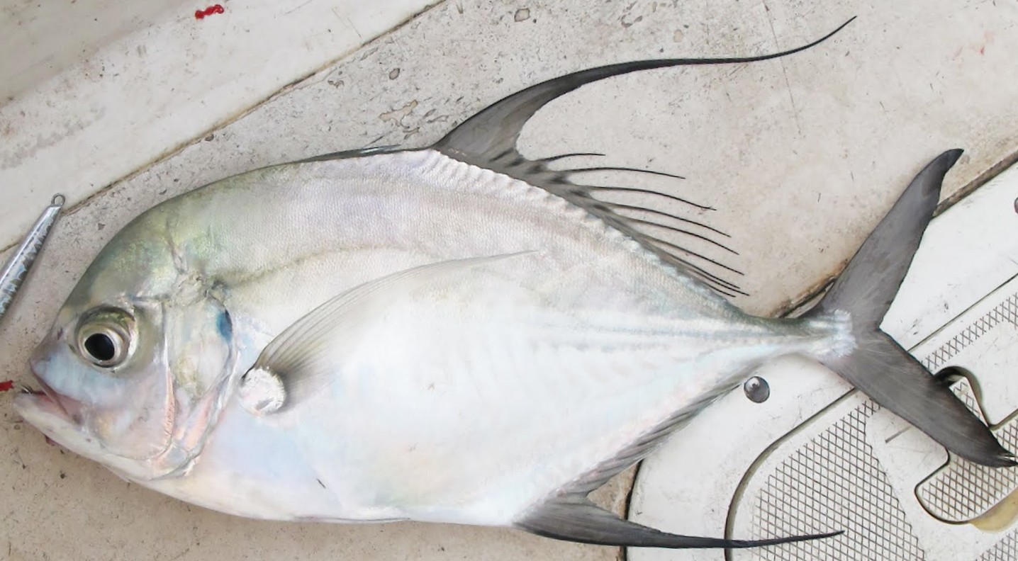 Longfin Trevally