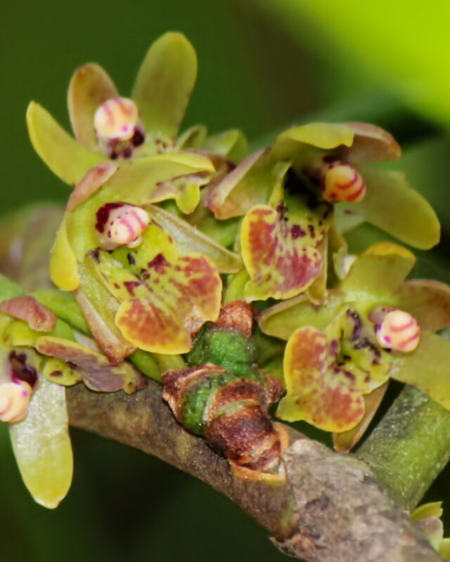 Luisia zeylanica