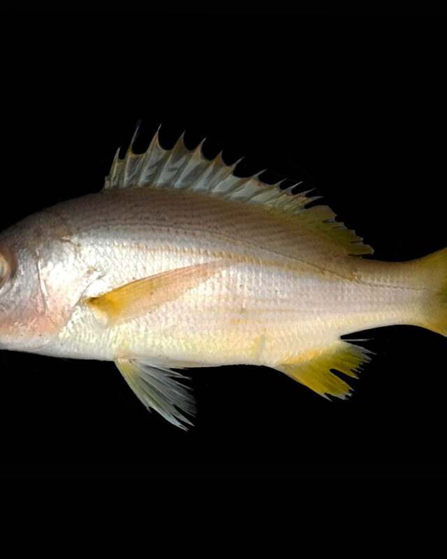 Indian Snapper