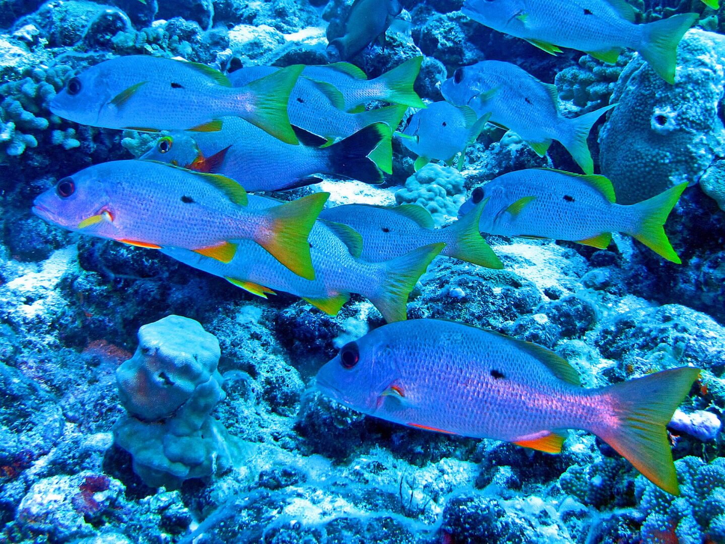 Onespot Snapper