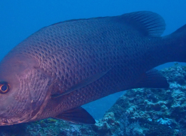 Mangrove Red Snapper