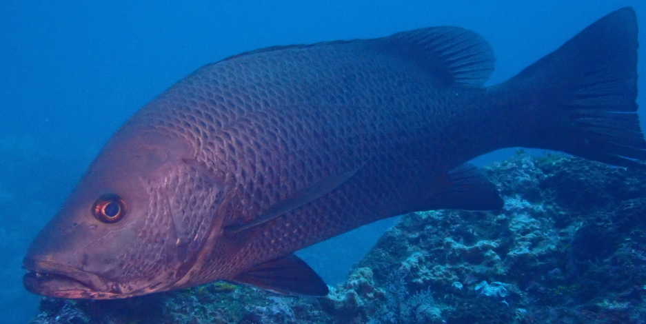 Mangrove Red Snapper