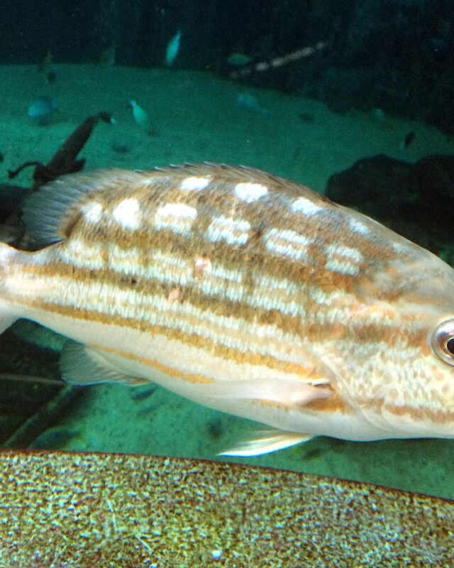 Checkered Snapper