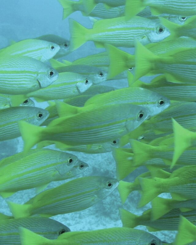 Bigeye Snapper