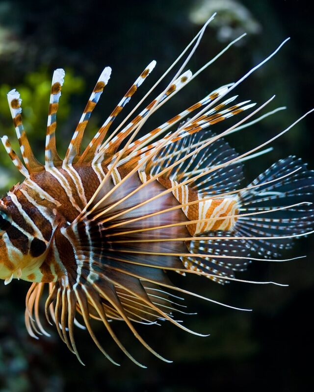 Spotfin Lionfish
