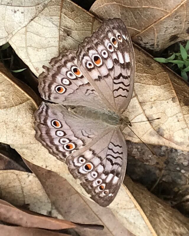 Grey Pansy