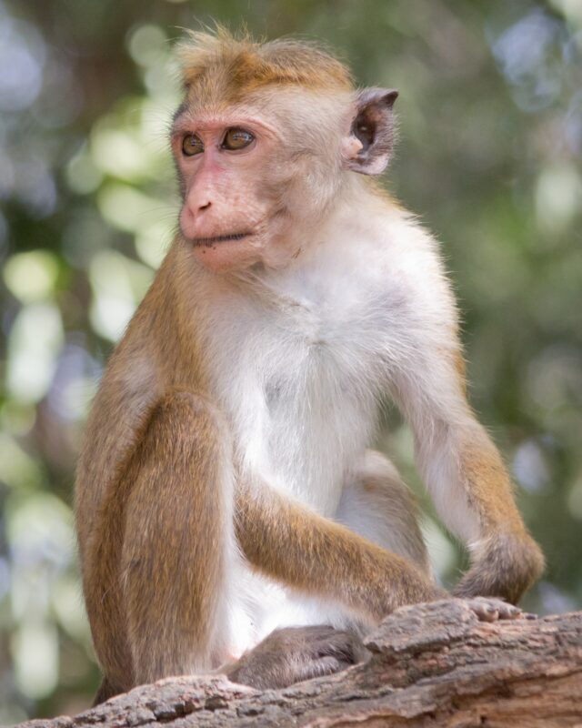 රිළවා