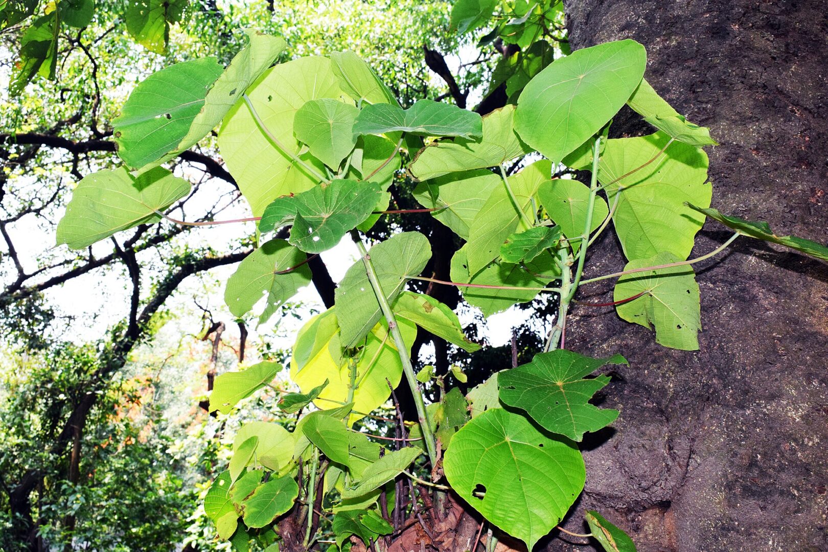 Macaranga indica